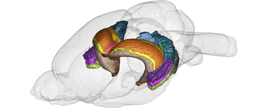 Lateral volume rendered view of the mouse brain with the hippocampus exposed underneath the cortical mantle.